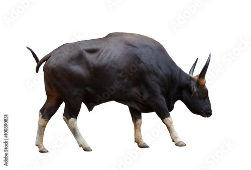 full body side view of wild male gaur with sharpen horn isolated photo