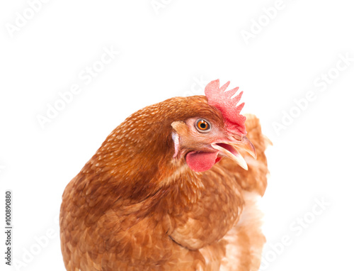 brown chicken hen standing isolated white background use for far