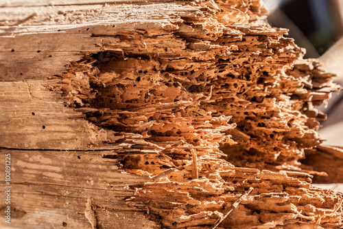 Holzschaden durch Schädlingsbefall