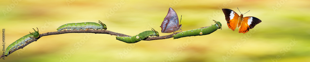 Obraz premium Caterpillar i Tawny motyl Rajah