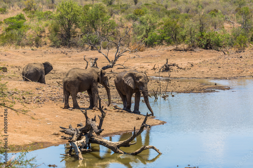 Fototapeta premium Elephant country