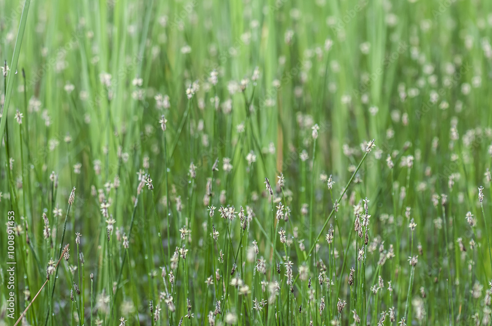 buckhorn plantain in the meadow buckhorn plantain in the meadow