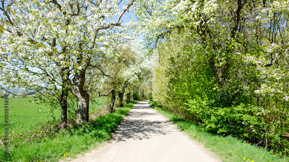 Frühling 1 Frühling 1
