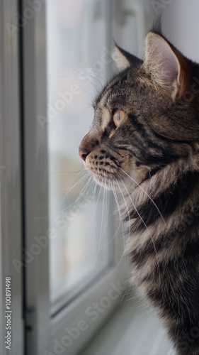 Grey cat looking out window