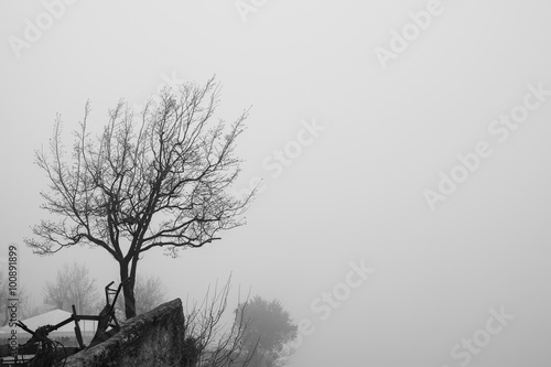 Lone tree on top of a mountain.