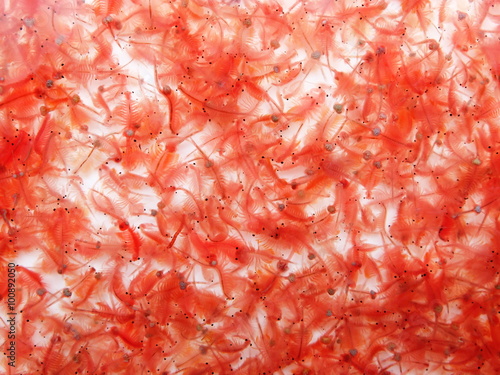 Brine shrimp / Artemia photo