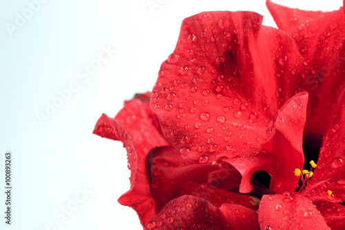 Petals rosa-sinensis in water droplets photo