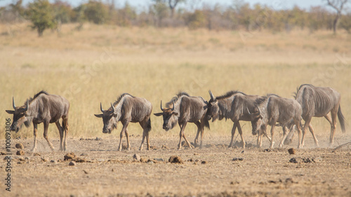 Wildebeest procession, Kruger Park, South Africa