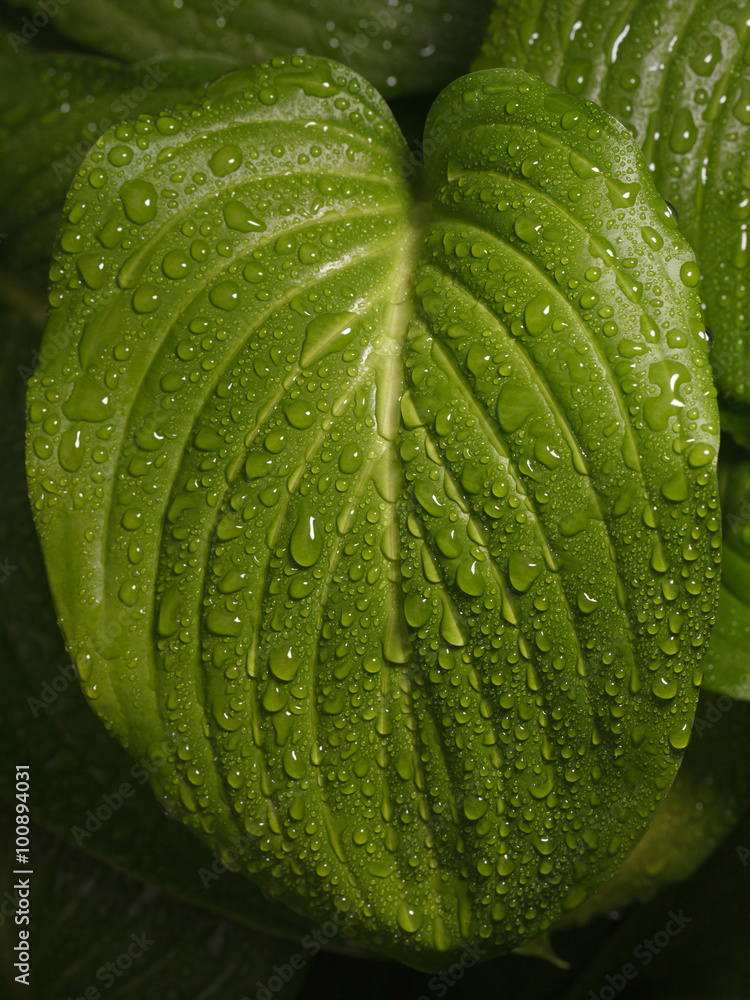 Obraz premium Hosta leaf