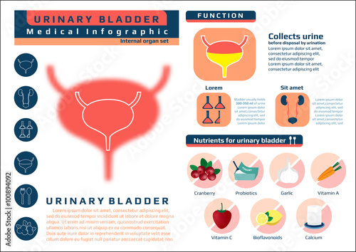 Medical infographic of urinary bladder function and nutrients, vector illustration.