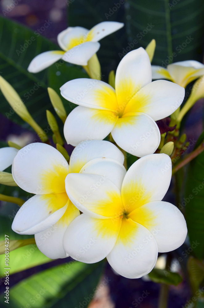 Tropical flowers Frangipani (Plumeria).