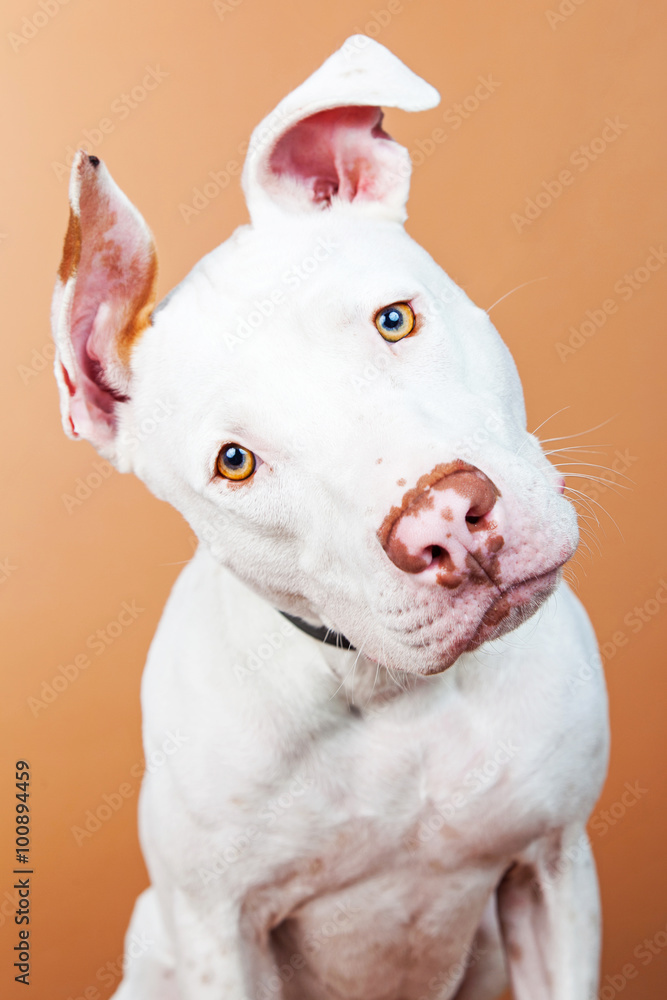 Closeup Large White Dog Tilting Head