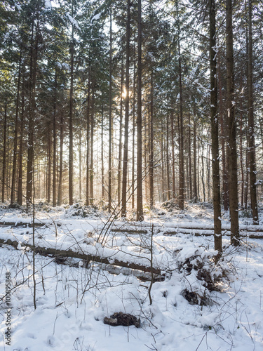 Piękny pogodny zimowy mroźny dzień w lesie