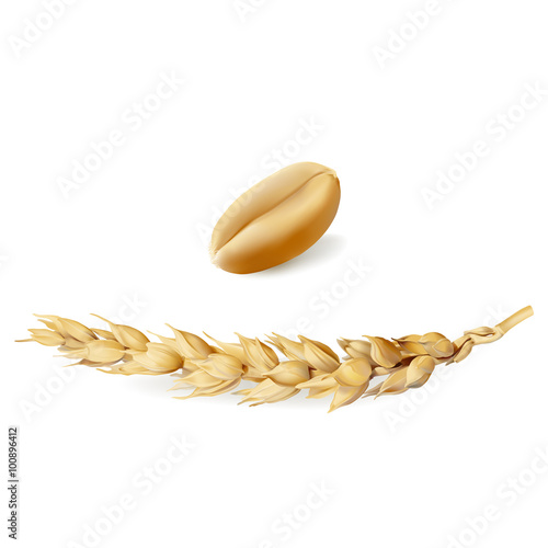 Wheat.
Hand drawn vector illustration of ripe, golden yellow wheat ear and seed on white background, in highly detailed realistic stile.