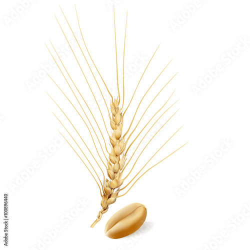 Wheat.
Hand drawn vector illustration of ripe, golden yellow hulled wheat ear and seed on white background, in highly detailed realistic stile.
