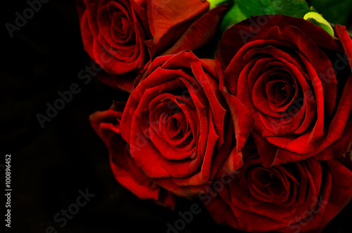 Beautiful red roses on black background