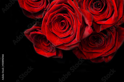 Beautiful red roses on black background