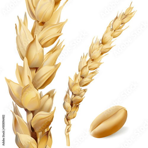 Wheat.
Hand drawn vector illustration of ripe, golden yellow wheat ear and seed on white background, in highly detailed realistic stile.