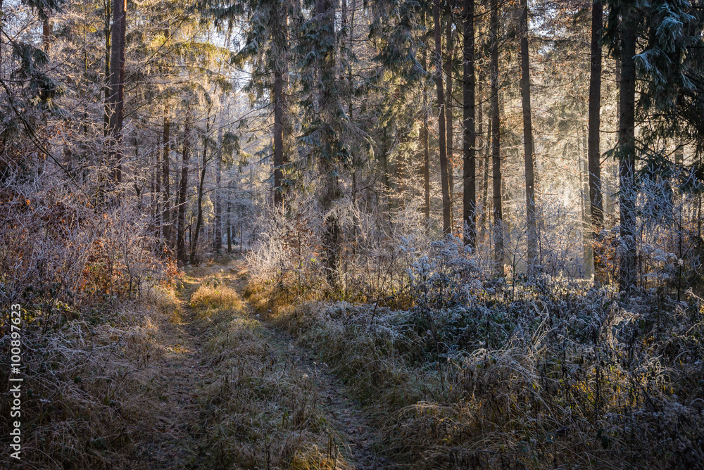 Fototapeta premium Sun lit clearing in a rime covered spruce forest