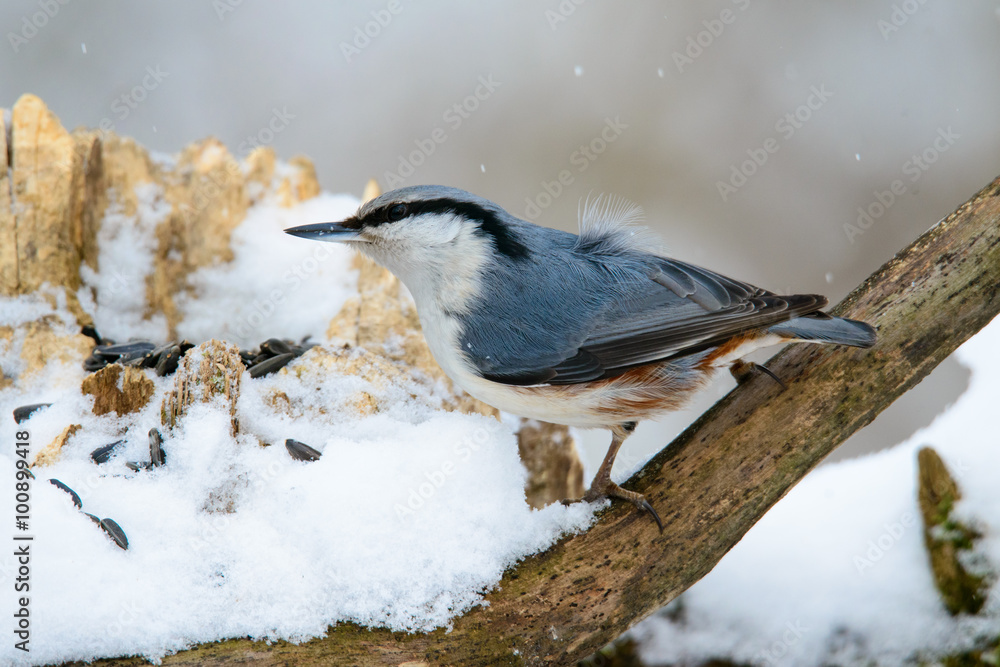 Eurasian Nuthatch, cute singing bird Eurasian Nuthatch, cute singing bird