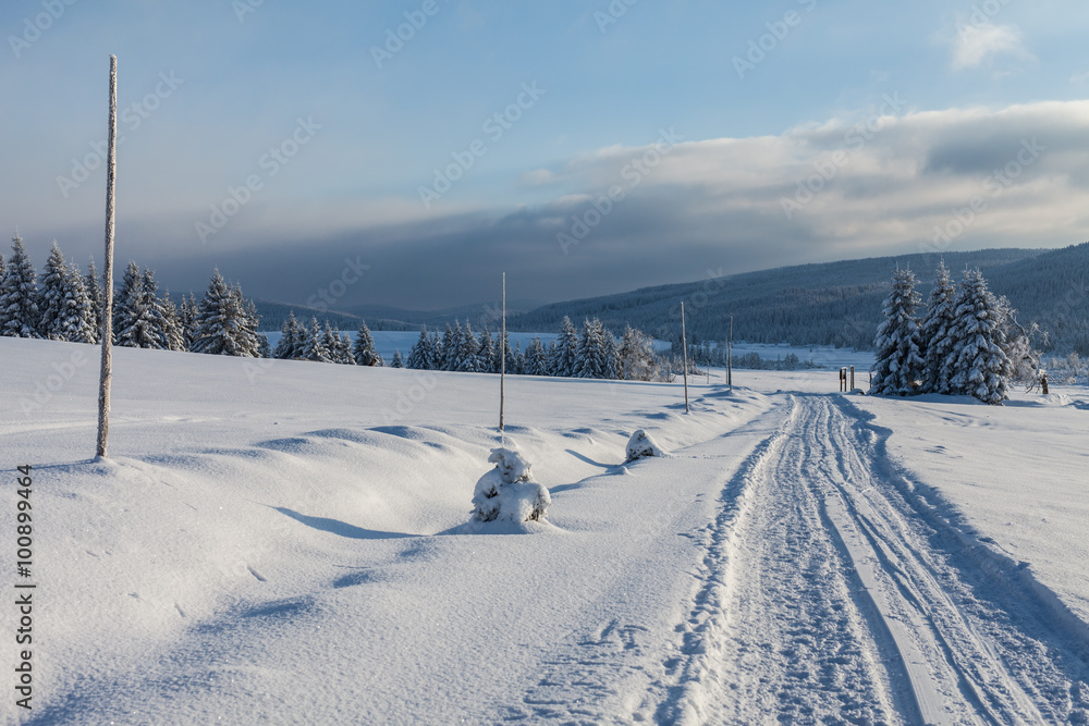 view of the forest in winter time