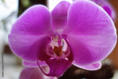 bl  hende Orchidee - Phalaennopsis