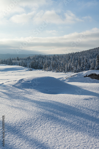 view of the forest in winter time © mariusz szczygieł