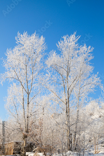 Wallpaper Mural Two trees covered with snow against the blue and clear sky Torontodigital.ca