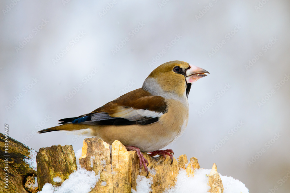 Fototapeta premium the female Grosbeak sitting on a branch in winter
