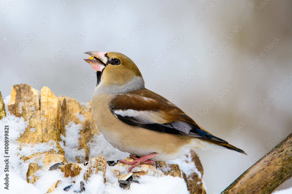 the female Grosbeak sitting on a branch in winter the female Grosbeak sitting on a branch in winter