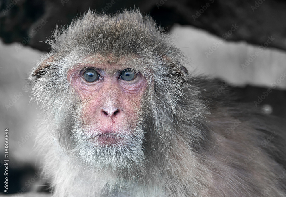 Old Monkey Old Monkey