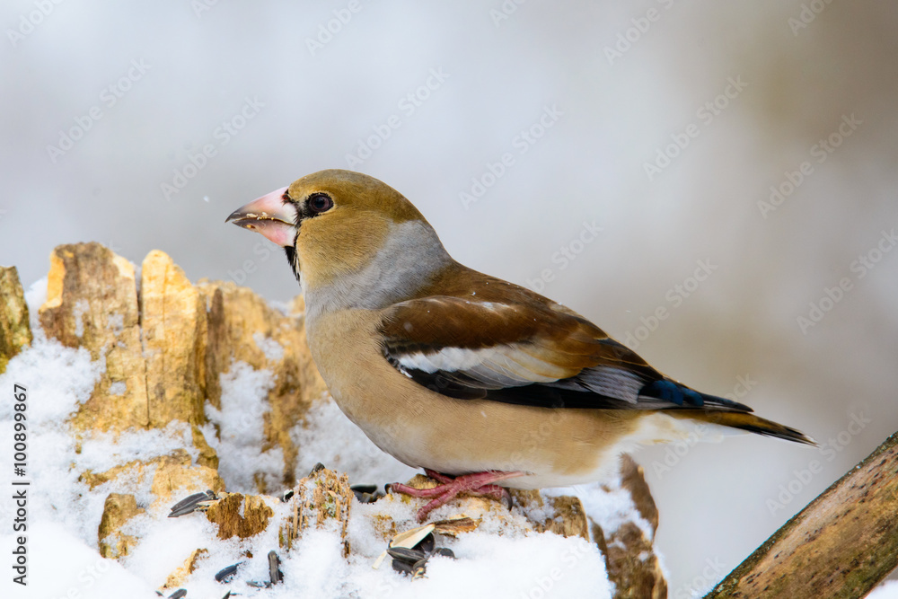 the female Grosbeak sitting on a branch in winter the female Grosbeak sitting on a branch in winter