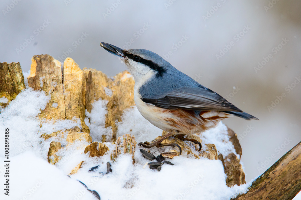 Obraz premium Eurasian Nuthatch, cute singing bird
