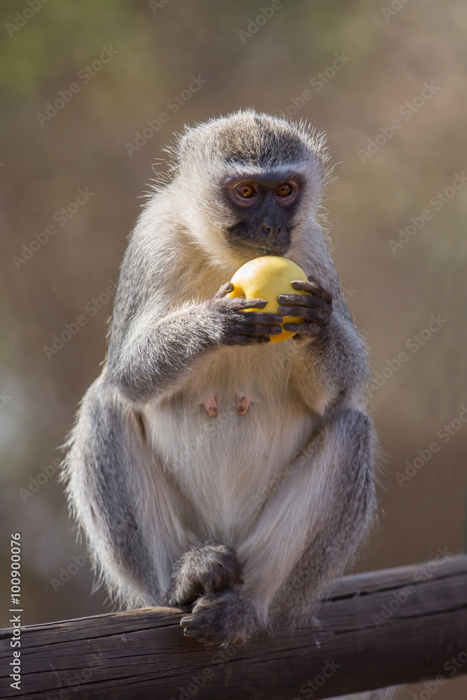 Vervet monkey (Chlorocebus pygerythrus), Kruger Park, South Africa