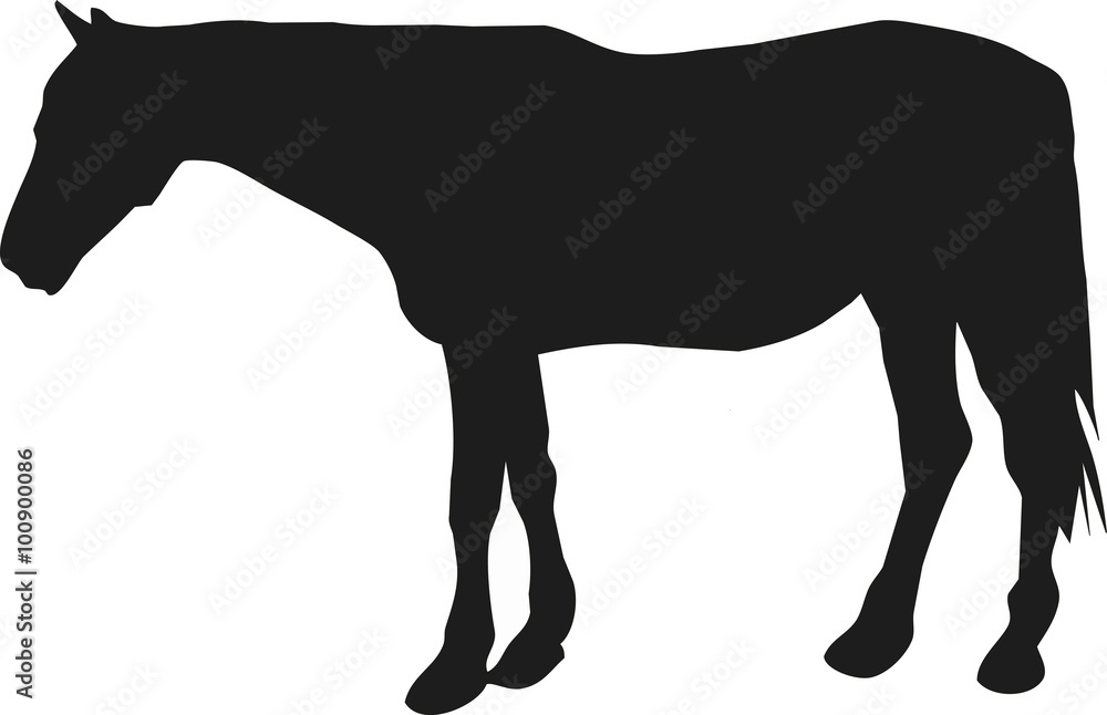 Obraz premium Silhouette horse