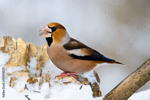 Hawfinch Coccothraustes on a branch