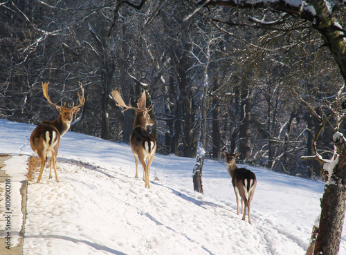 group of several fallow deers in winter