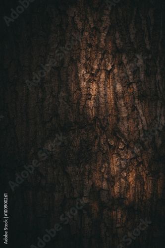 Tree bark