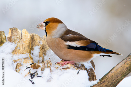 Hawfinch Coccothraustes on a branch