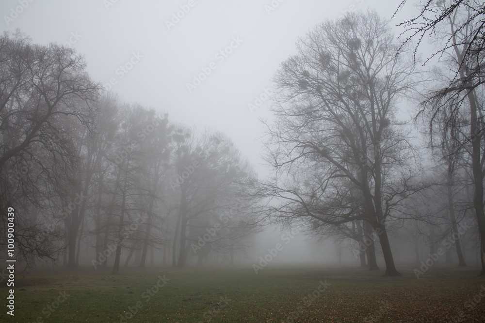 Misty winter morning in a park