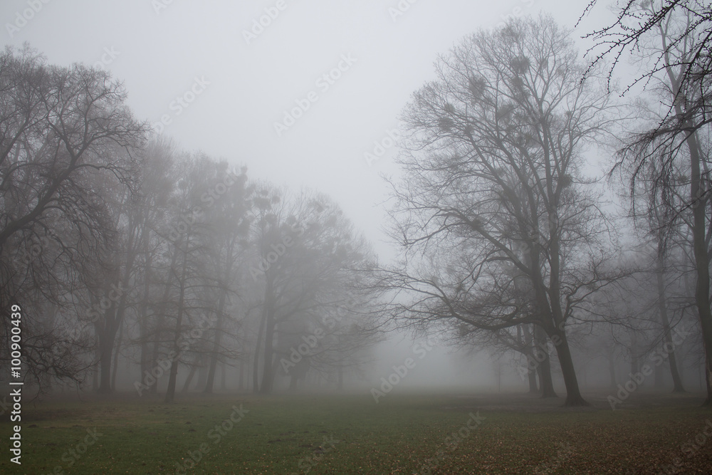 Misty winter morning in a park Misty winter morning in a park