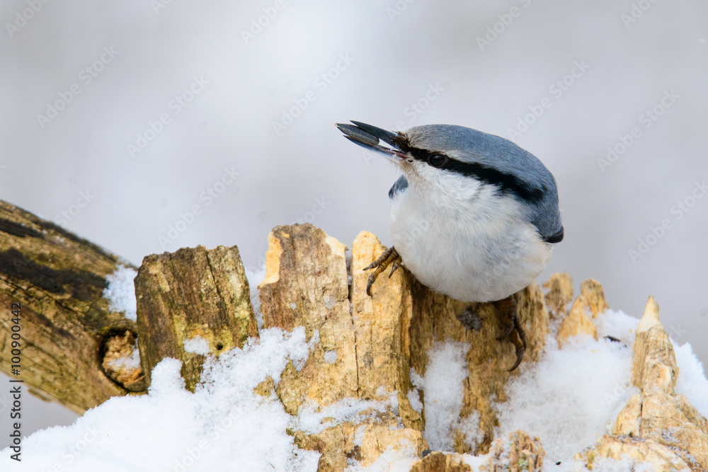 Obraz premium Nuthatch perched on a tree in winter