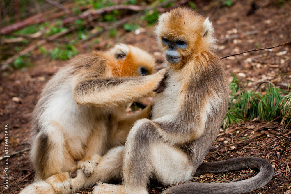 Fototapeta premium Wild leaf monkey