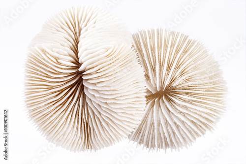 seashells of Fungia on white background, close up