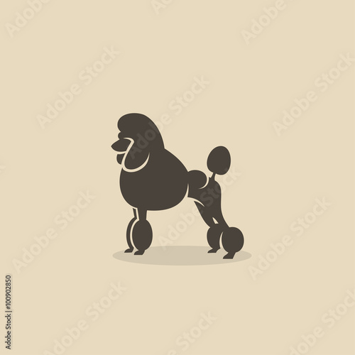 Poodle dog