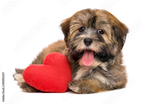 Cute happy valentine havanese puppy dog with a red heart