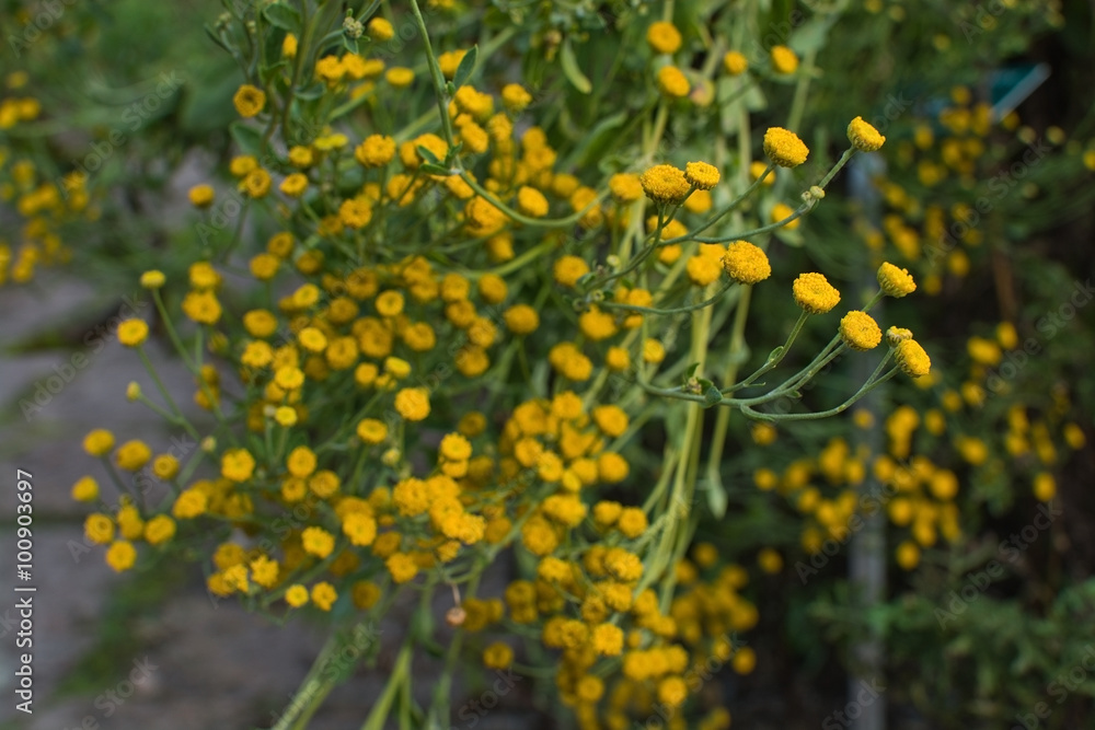 Chamomile flowers