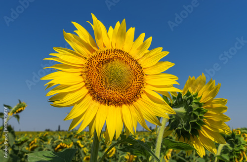 flower of sunflower on field and deep blue sky