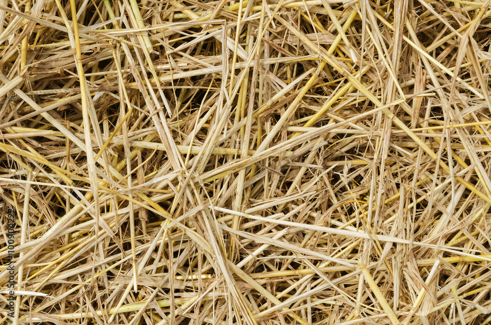 yellow straw as textured background