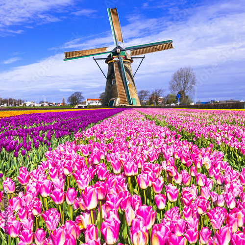 tradycyjna-holenderska-wies-wiatraki-i-tulipany